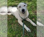 Small #1 Catahoula Leopard Dog Mix
