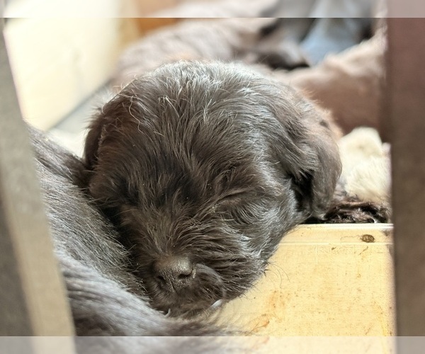 Medium Photo #10 YorkiePoo Puppy For Sale in FLORENCE, SC, USA