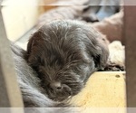 Small #9 YorkiePoo