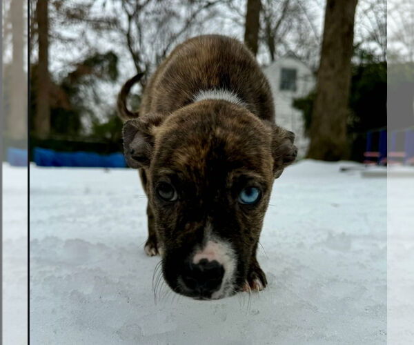 Medium Photo #1 American Pit Bull Terrier-American Staffordshire Terrier Mix Puppy For Sale in Chester, VA, USA