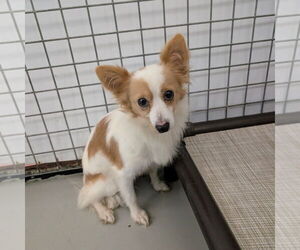 Papillon Dogs for adoption in Chico, CA, USA