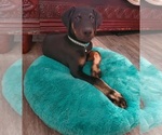 Small Photo #1 Doberman Pinscher Puppy For Sale in HOUSTON, TX, USA