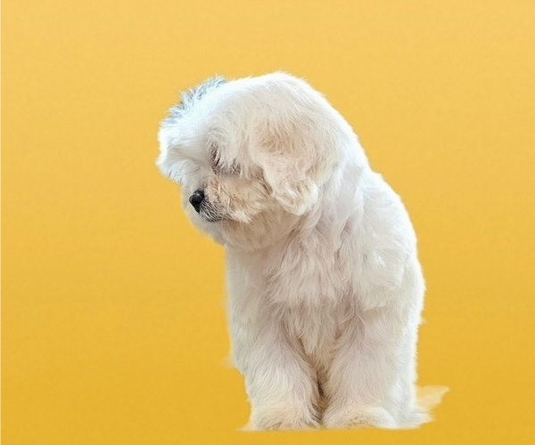 Medium Photo #14 Maltese-Zuchon Mix Puppy For Sale in SAN DIEGO, CA, USA