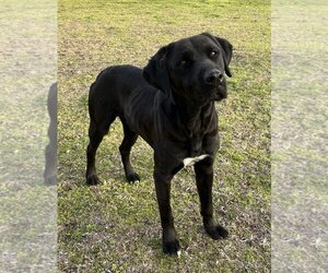Labrador Retriever-Unknown Mix Dogs for adoption in Ridgefield, CT, USA