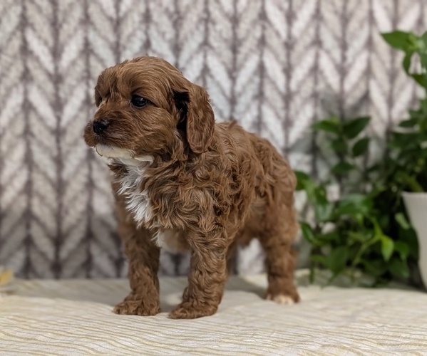 Medium Photo #16 Cavapoo (Miniature) Puppy For Sale in GOSHEN, IN, USA