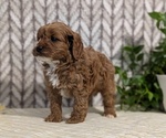 Small Photo #16 Cavapoo (Miniature) Puppy For Sale in GOSHEN, IN, USA
