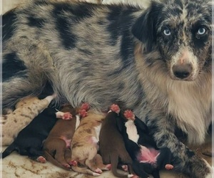 Mother of the Australian Shepherd puppies born on 08/05/2025