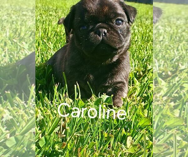 Medium Photo #5 Pug Puppy For Sale in AFTON, WY, USA