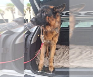 German Shepherd Dog-Unknown Mix Dogs for adoption in Fort Lauderdale, FL, USA