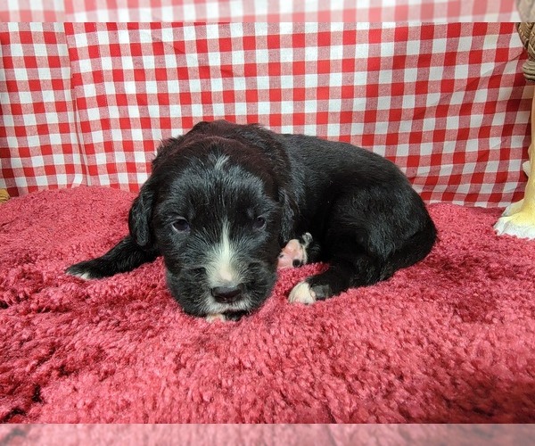 Medium Photo #4 Golden Mountain Dog Puppy For Sale in BLACK FOREST, CO, USA