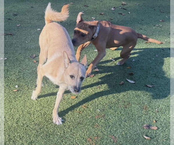 Medium Photo #2 Mutt Puppy For Sale in Springdale, PA, USA