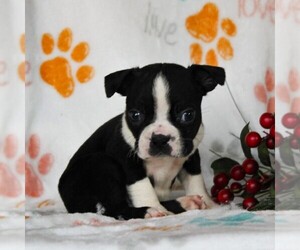 Boston Terrier Puppy for sale in GORDONVILLE, PA, USA