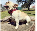 Small Photo #1 French Bulldog Puppy For Sale in ELK GROVE, CA, USA