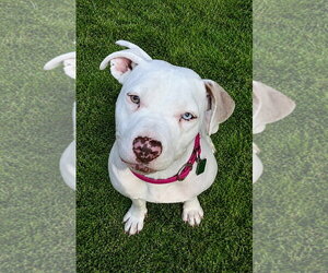 Mutt Dogs for adoption in Clarkston, MI, USA