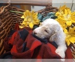 Small Photo #17 Poodle (Standard) Puppy For Sale in THOMASTON, GA, USA