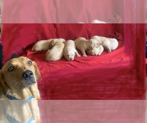 Labrador Retriever Puppy for sale in FAIRLAWN, OH, USA