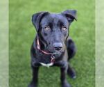 Small #2 Labrador Retriever Mix