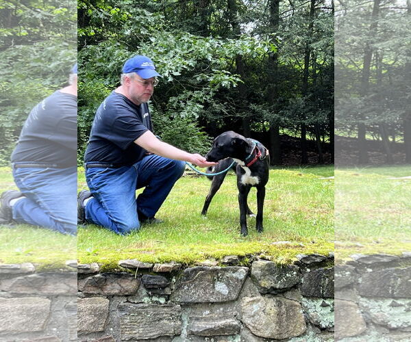 Medium Photo #3 Mutt Puppy For Sale in Ridgefield, CT, USA