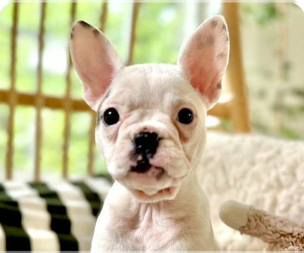 Medium Photo #1 French Bulldog-Unknown Mix Puppy For Sale in San Ramon, CA, USA