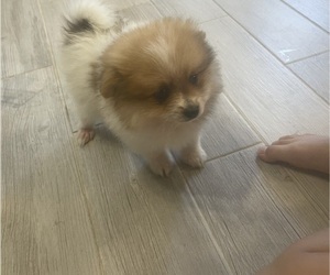 Pomeranian Puppy for sale in HARKER HEIGHTS, TX, USA
