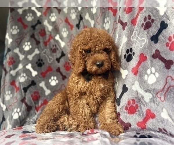 Medium Photo #2 Cock-A-Poo Puppy For Sale in LAKELAND, FL, USA