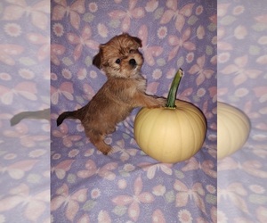 Morkie Puppy for sale in LAPEER, MI, USA