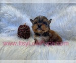 Small Photo #40 Yorkshire Terrier Puppy For Sale in HAYWARD, CA, USA