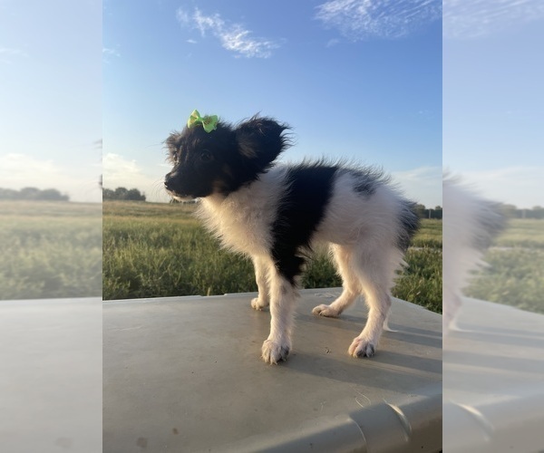 Medium Photo #4 Papillon Puppy For Sale in BELTON, MO, USA