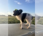 Litter of 3 - Male(s) and Female(s) PapillonLitter of Puppies for Sale - Photo #4