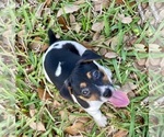 Small Photo #19 Jack Russell Terrier Puppy For Sale in FORT PIERCE, FL, USA