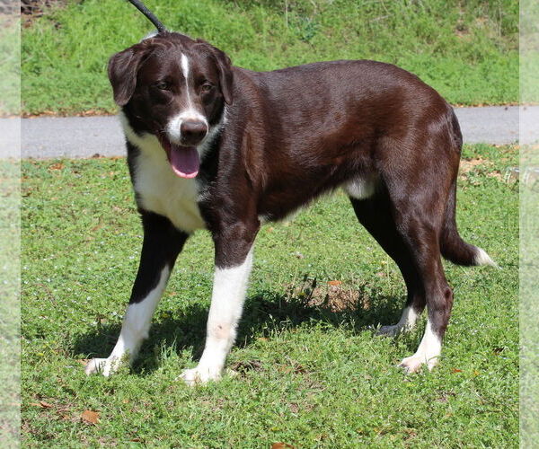 Medium Photo #4 Border Collie-Retriever  Mix Puppy For Sale in Prattville, AL, USA