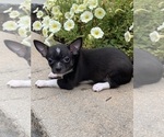 Small #3 Chihuahua