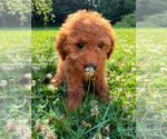 Small #13 Goldendoodle mix (+ Poodle Miniature)