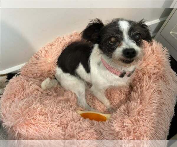 Medium Photo #3 Mutt Puppy For Sale in Greenville, SC, USA