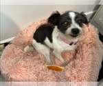 Small #2 Mutt