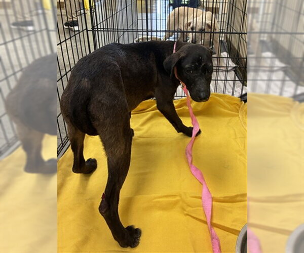 Medium Photo #1 Labrador Retriever-Unknown Mix Puppy For Sale in Texas City, TX, USA