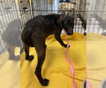 Small Labrador Retriever Mix
