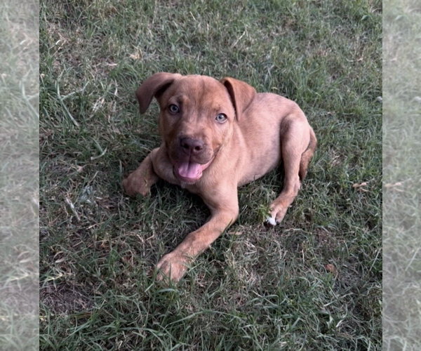 Medium Photo #4 Labrador Retriever-Unknown Mix Puppy For Sale in Rockaway, NJ, USA