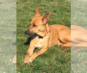 Jack Dixon - Male Carolina Dog-Unknown Mix Dog for Adoption - Photo #18