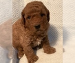 Small Photo #13 Goldendoodle (Miniature) Puppy For Sale in MOUNT PLEASANT, SC, USA