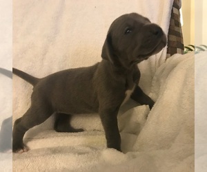 Great Dane Puppy for sale in COLUMBIA, MO, USA
