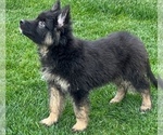 Small Photo #37 German Shepherd Dog Puppy For Sale in JURUPA VALLEY, CA, USA