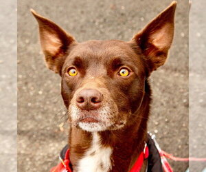 Loki - Male Australian Kelpie-Unknown Mix Dog for Adoption - Photo #5