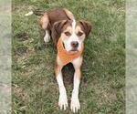 TANK - Male Labrador Retriever Dog for Adoption - Small photo