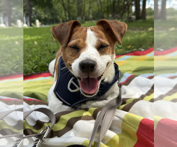 Medium Photo #46 Mutt Puppy For Sale in Philadelphia, PA, USA