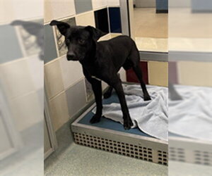 Labrador Retriever-Unknown Mix Dogs for adoption in Plano, TX, USA