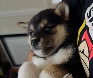 Shiba Inu Puppy for sale in LOS ANGELES, CA, USA