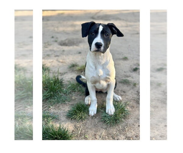 Medium Photo #9 Boxer-Unknown Mix Puppy For Sale in Mooresville, NC, USA