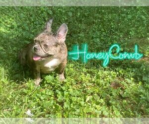 French Bulldog Puppy for sale in ATLANTA, GA, USA