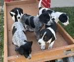 Small Mutt Mix